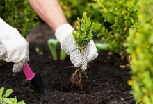 Intretinere Gradini Arad Intretinere Amenajari Gradini Spati Verzi Arad IGIENA SERV