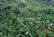 Intretinere Gradini Bucuresti-Sector 2 Intretinere Amenajari Gradini Spati Verzi Sector 2 IGIENA SERV