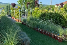 Intretinere Gradini Bistrita Eco Garden Construct