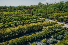 Intretinere Gradini Satu Mare Eco Garden Construct