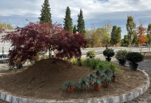 Intretinere Gradini Brasov Amenajari Intretinere Gradini Brasov - Green Spot