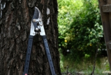 Intretinere Gradini Nehoiu Amenajari Gradini Spatii Verzi Nehoiu - WOW GARDEN