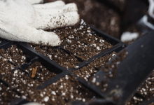 Intretinere Gradini Bucuresti-Sector 2 Intretinere Gradini si Spatii Verzi Sector 2 - WOW GARDEN