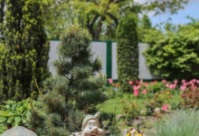 Intretinere Gradini Tunari Intretinere Gradini si Spatii Verzi Tunari - WOW GARDEN