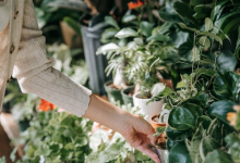 Intretinere Gradini Nuci Intretinere Gradini si Spatii Verzi Nuci - WOW GARDEN